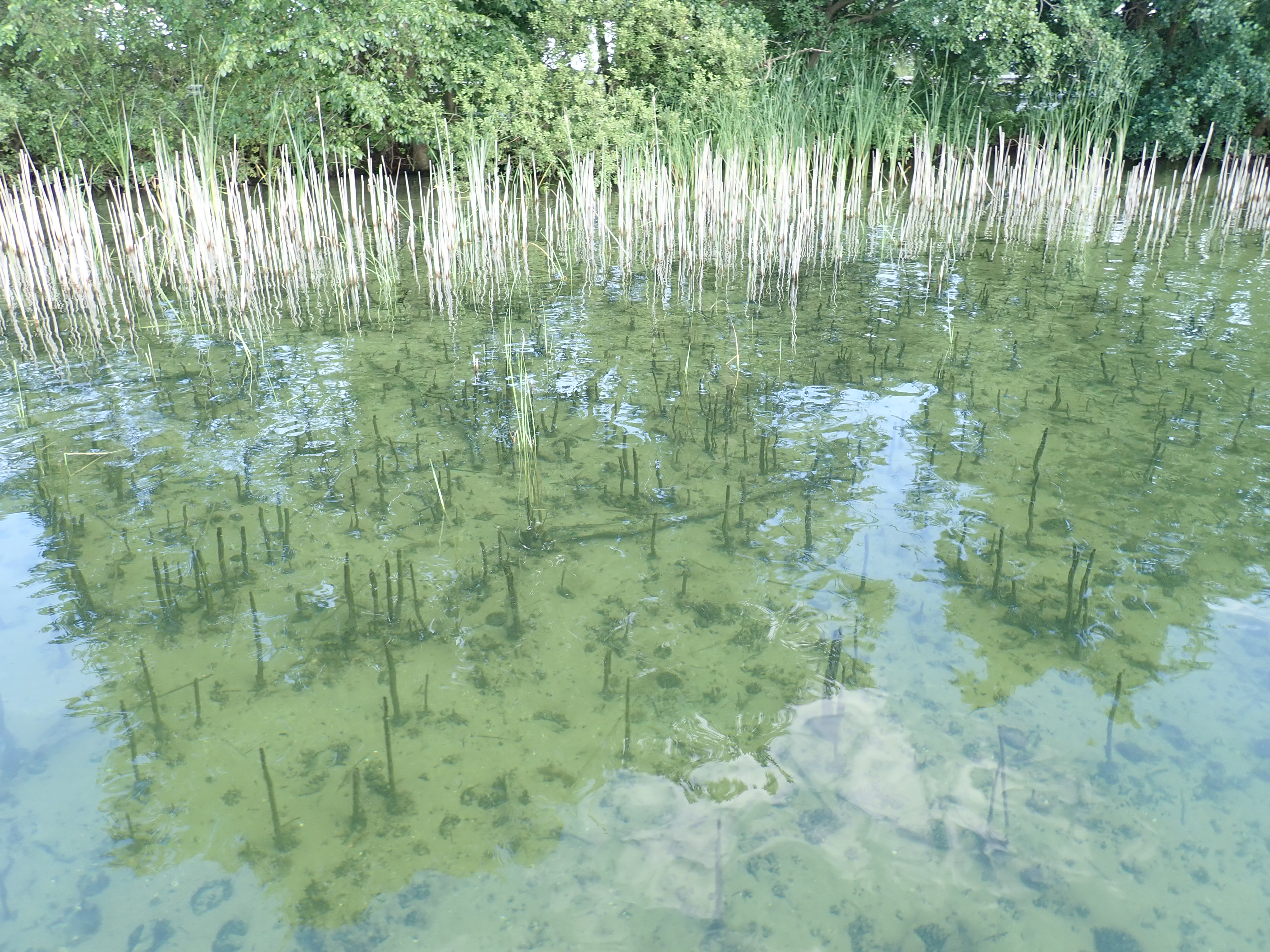 Sind Schilfröhrichte an den Seen Schwerins noch zu retten?