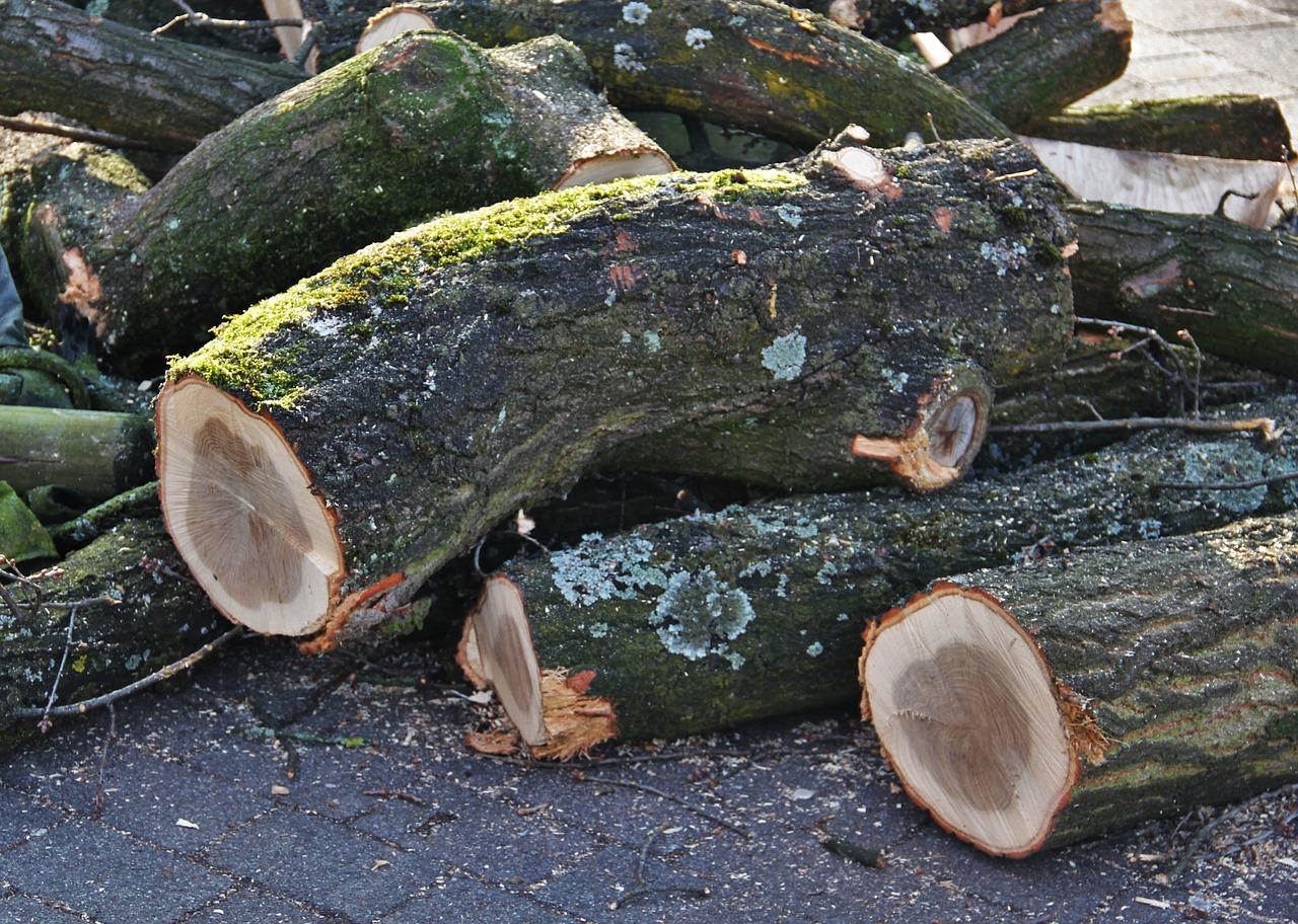 Holzeinschlag führt zu kurzfristigen Einschränkungen der Waldnutzung