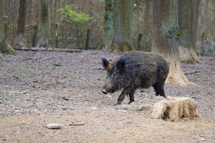 Schwerin: Wildschwein zu Besuch in der Stadt