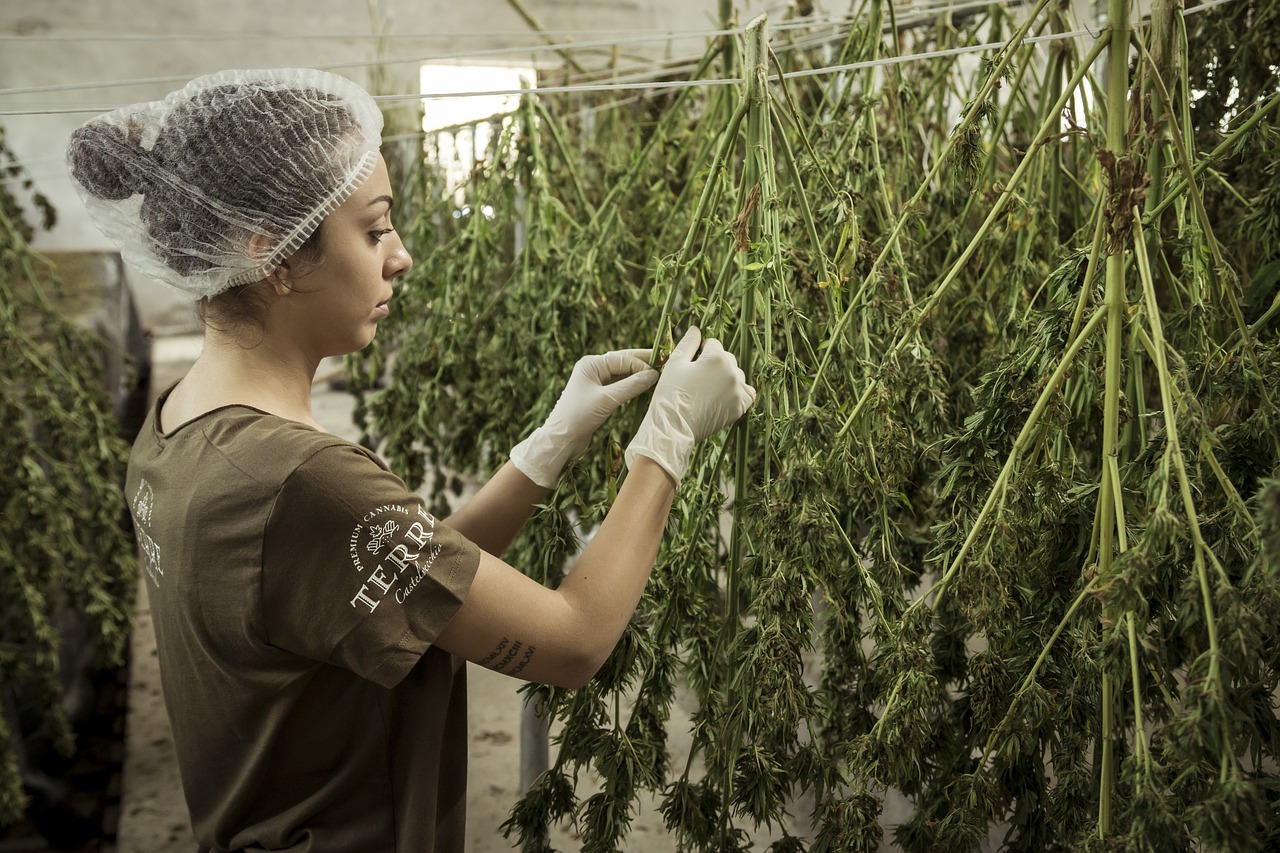 Wunderpflanze Cannabis