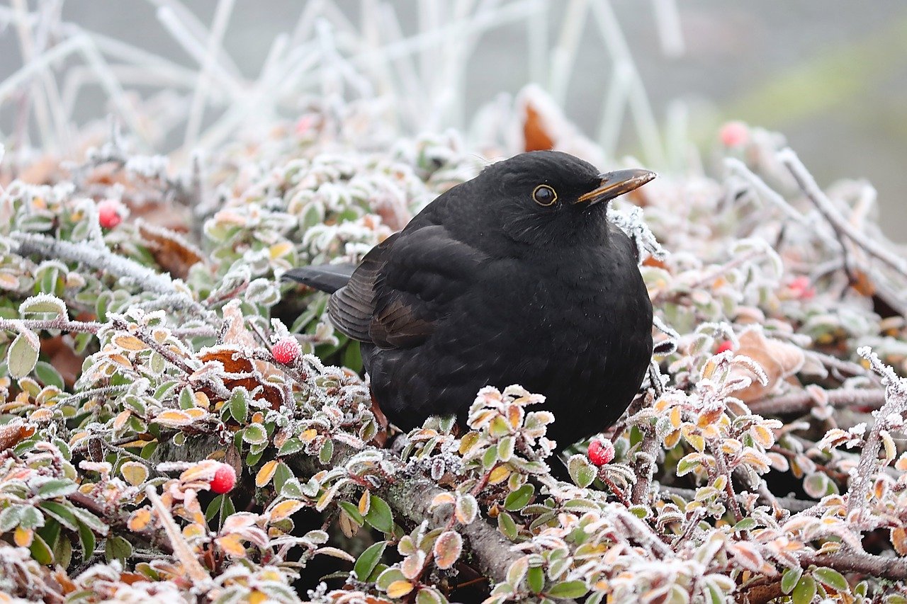 Schwerin: „Stunde der Wintervögel“ in dieser Woche