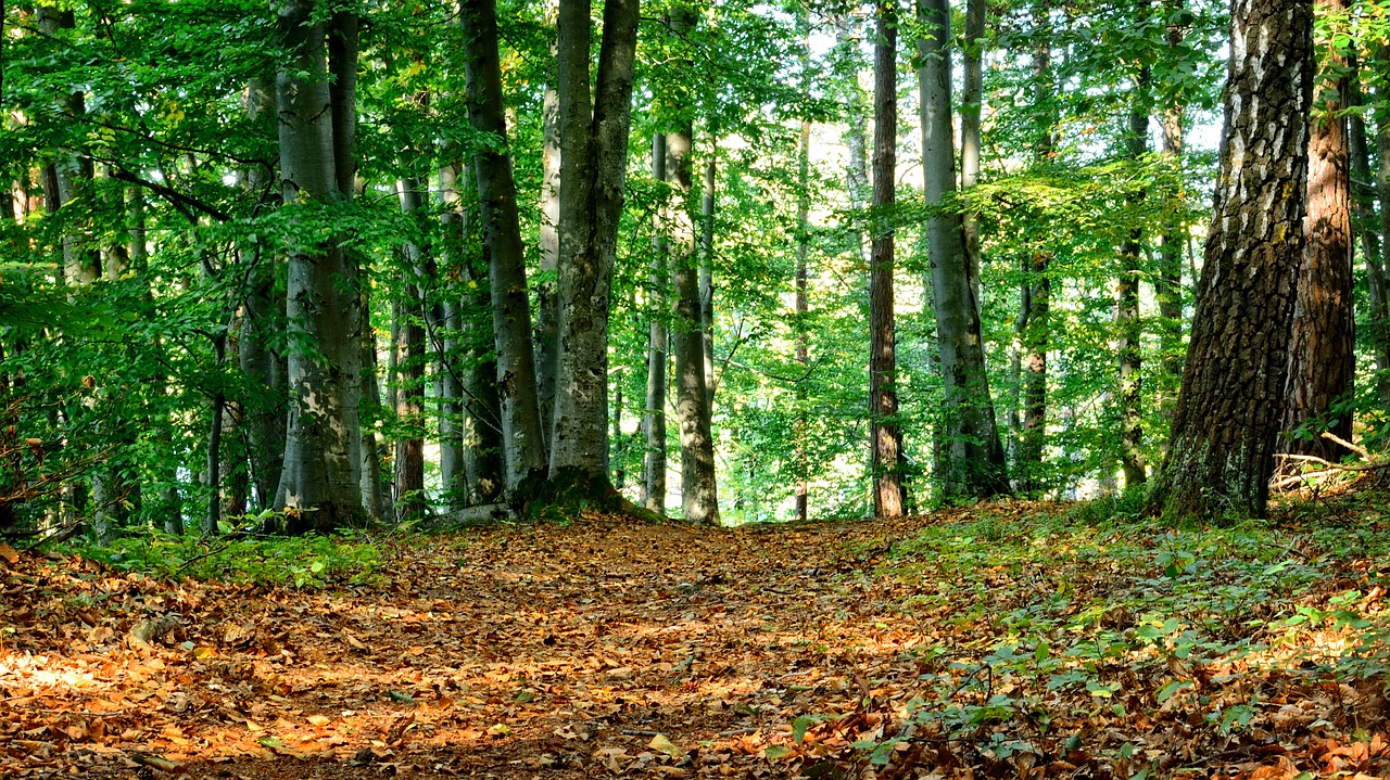 Schwerin: Bäume fallen für besseres Wachstum junger Pflanzen