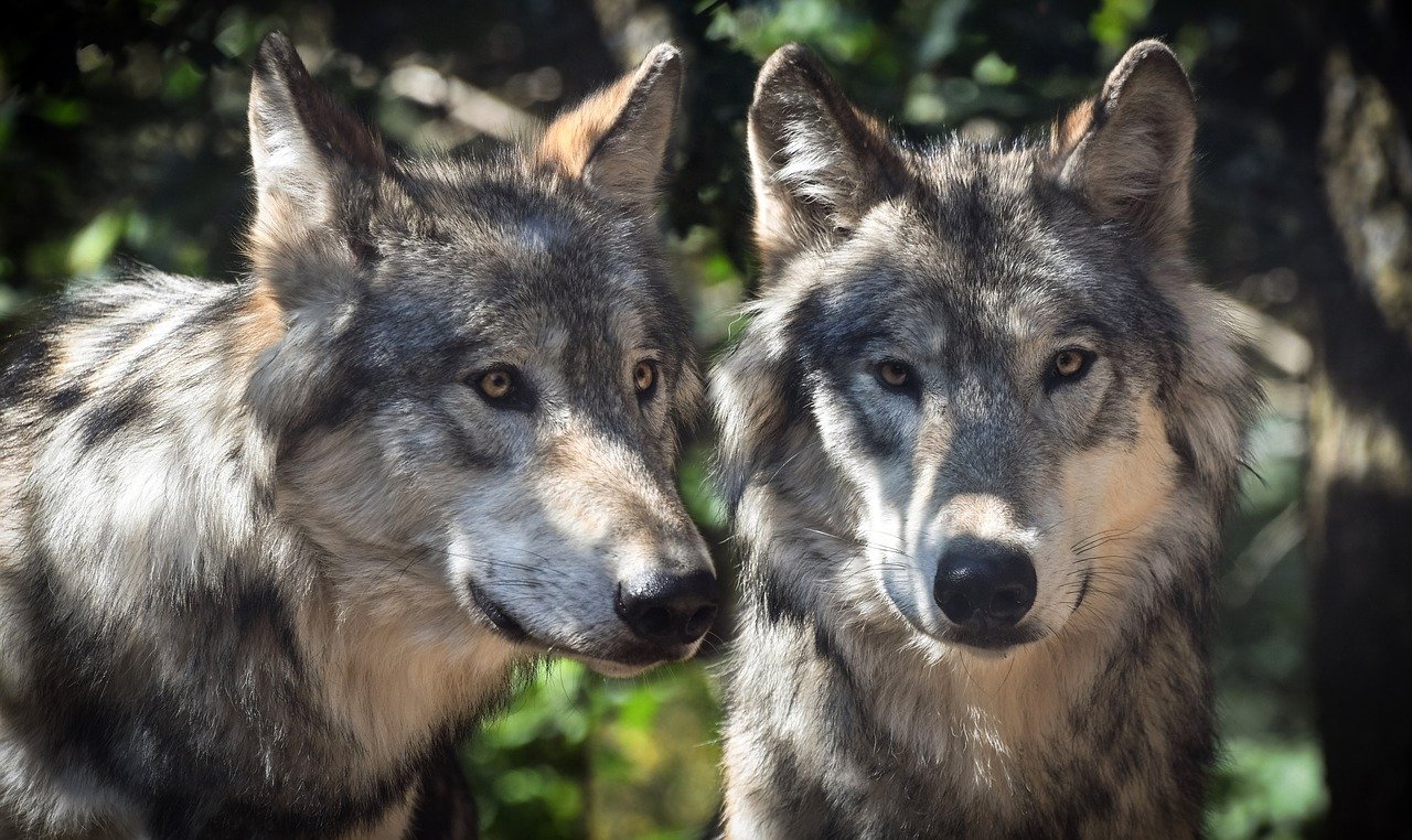 Schwerin: Abgeordneter fordert aktive Regulierung des Wolfsbestands