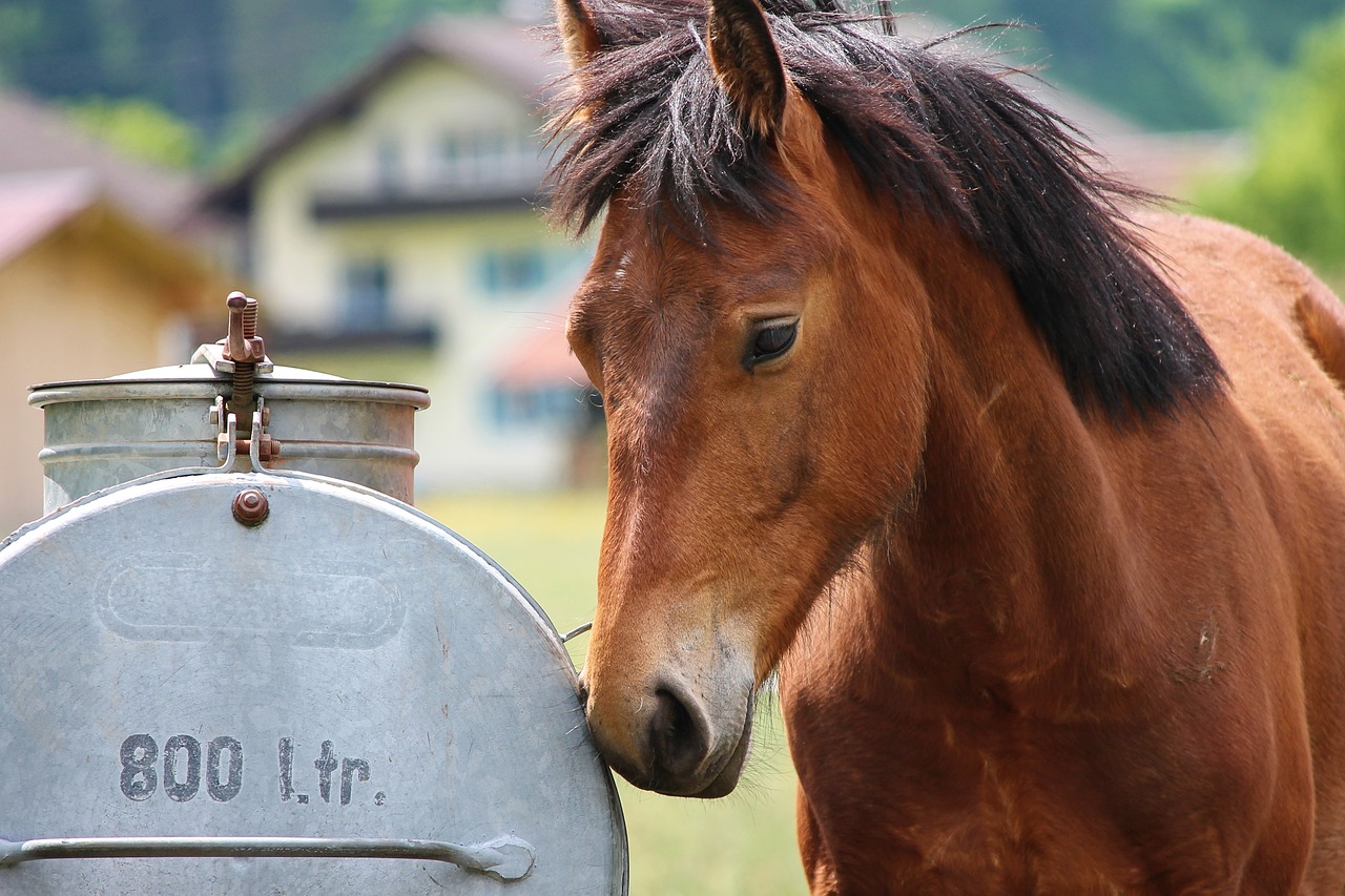 IBC-Wassertanks mit Vieh- und Pferdetränke: Was es mit diesem Trend auf sich hat
