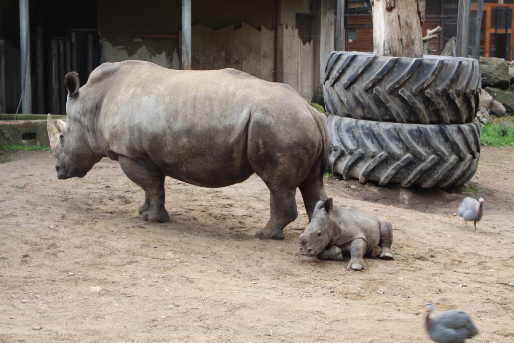 Nashorn-Mama Clara und ihr Baby, das Nashorn-Mädchen Kiah, auf der Außenanlage im Schweriner Zoo