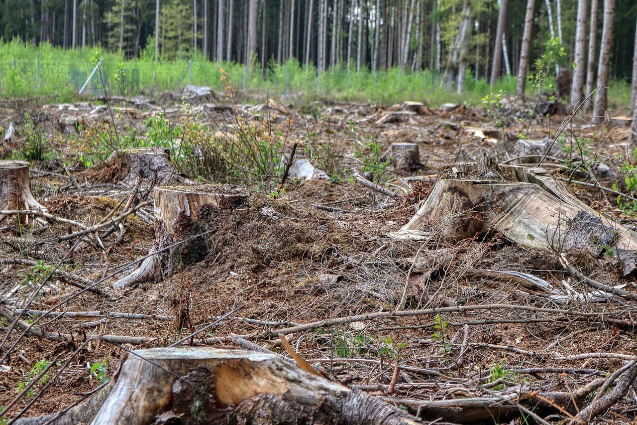 Baumfällungen im Naturschutzgebiet Reppin: Grüne fordern Aufklärung