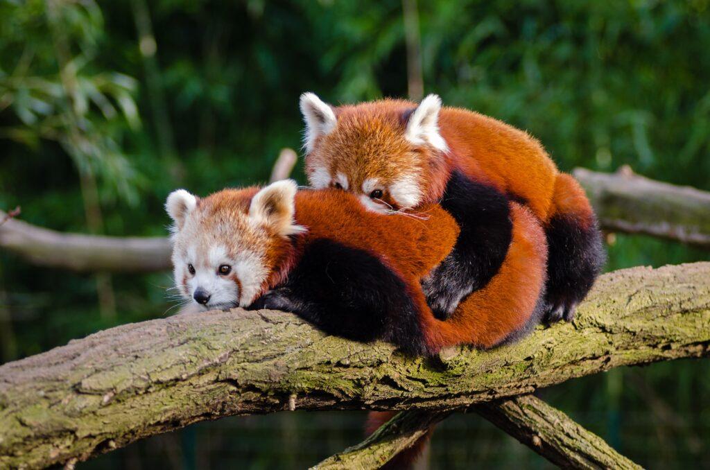 Es wird vermutet, dass auch die roten Panda bei dem kalten Wetter frösteln. | Foto: Schweriner Zoo