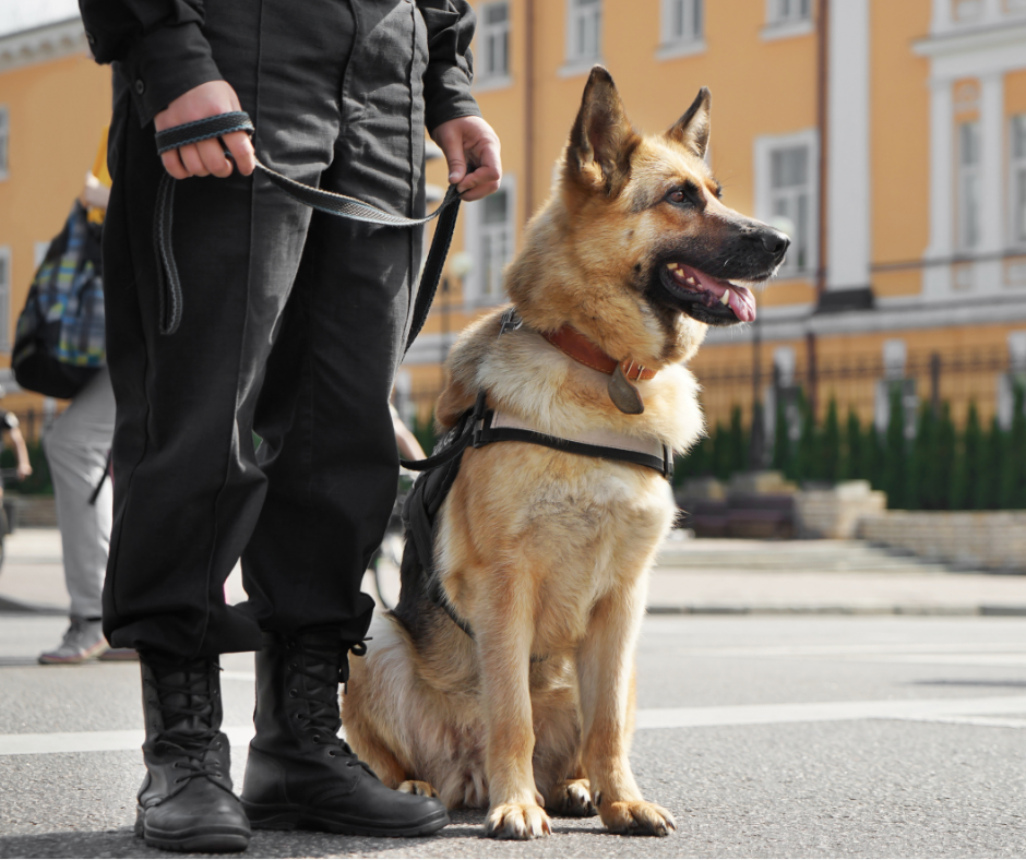 Polizeihund und Hubschrauber im Einsatz: Vermisste in Schwerin wohlbehalten angetroffen 