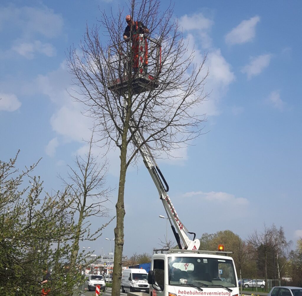 Die Spezialisten der Baumpflege bei der Arbeit, Quelle: SDS