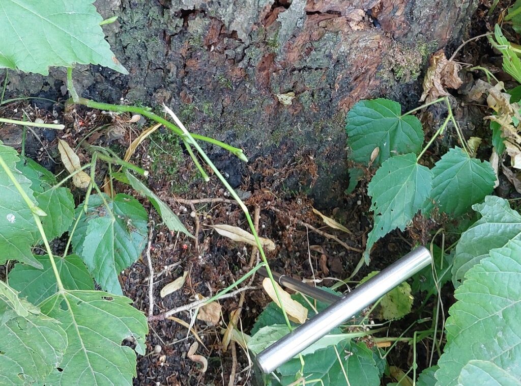 Blick auf die Schädigung des Baumes in der Tannhöfer Allee, Foto: Hagen Dibbert