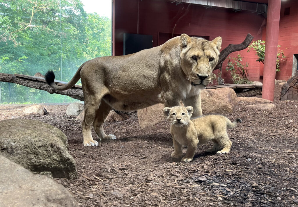 Asiatische Löwin “Indi” mit ihrem jüngsten Nachwuchs bei erster Erkundungstour © Zoo Schwerin, Tim Schikora