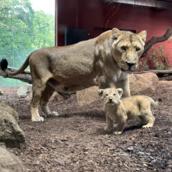 Asiatische Löwin “Indi” mit ihrem jüngsten Nachwuchs bei erster Erkundungstour © Zoo Schwerin, Tim Schikora