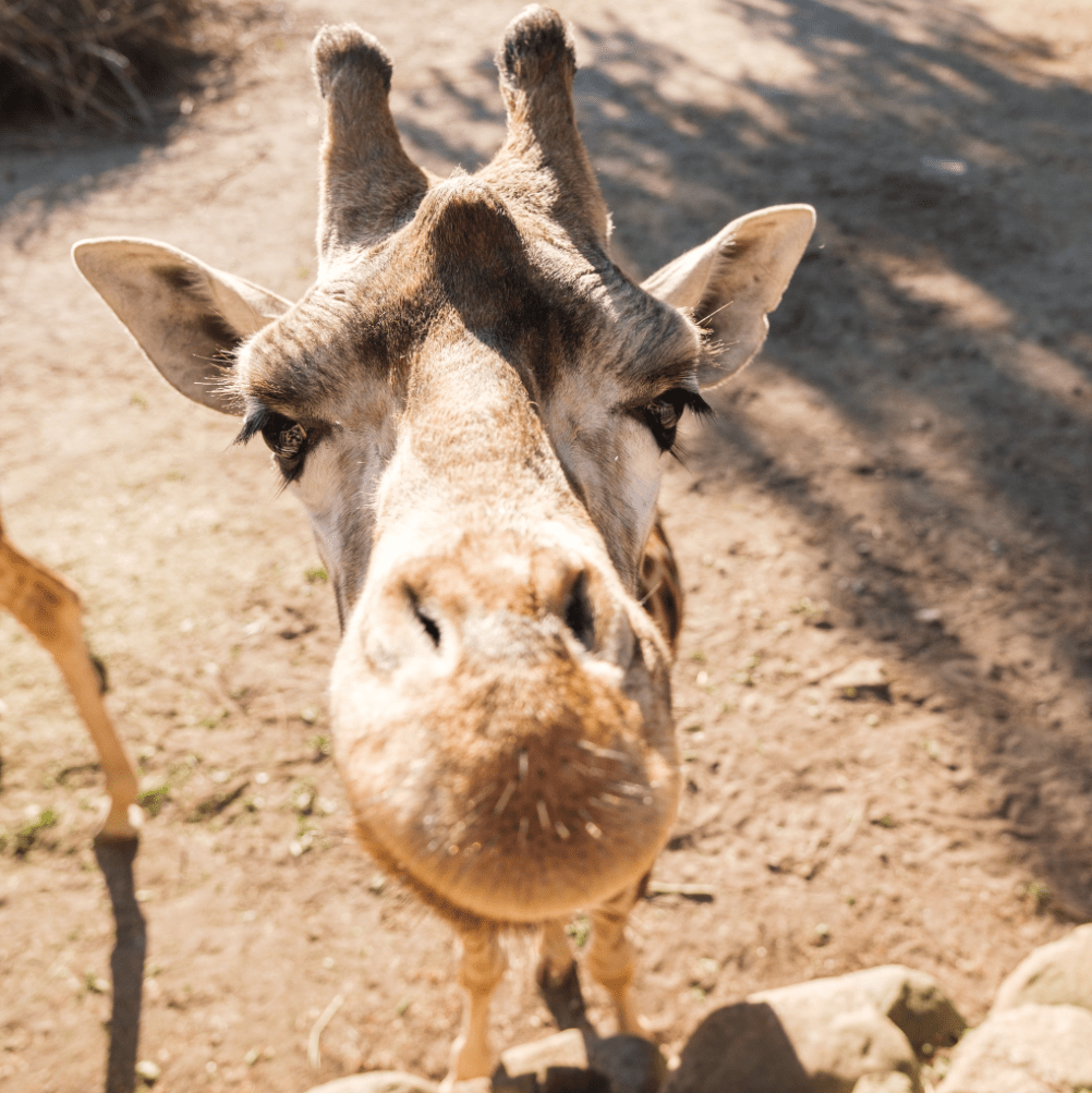 Rothschildgiraffe Daisy. Foto: Zoo Schwerin